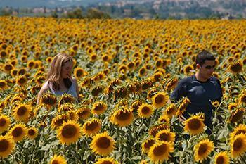 Useful information for your language travel to Siena